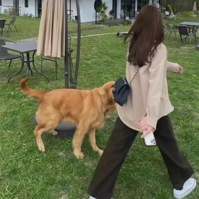 王者之舞
